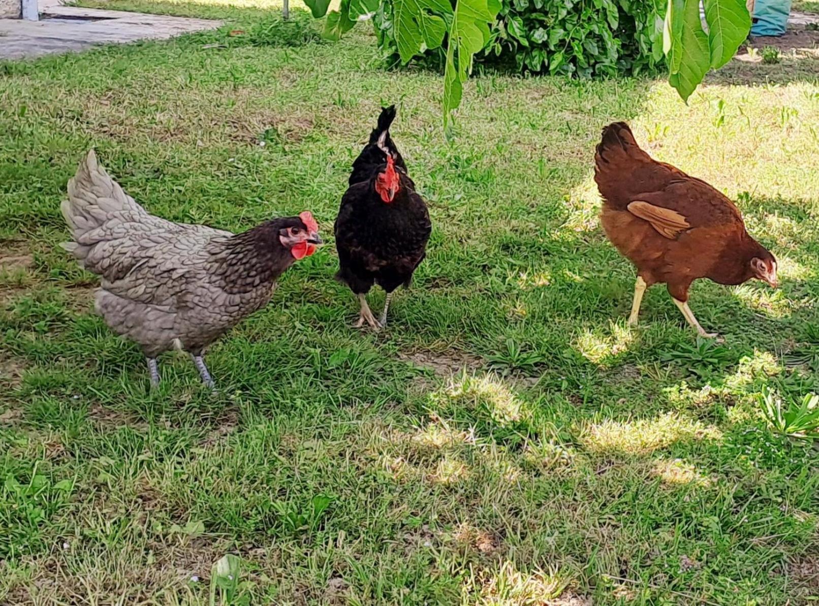 Les Gites De Lescurou Limogne-en-Quercy Exterior foto